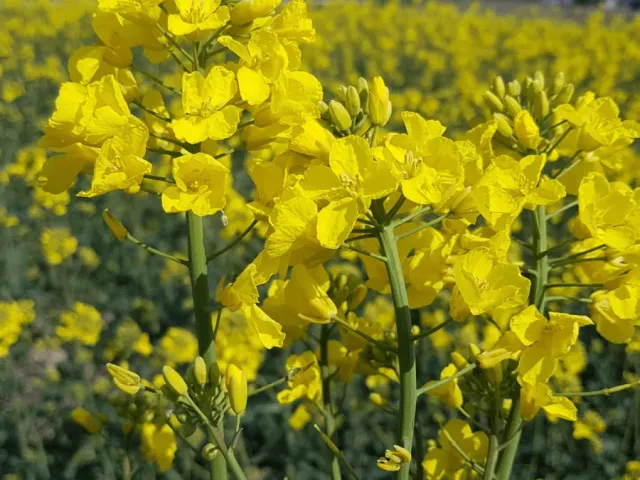 Ханнелі