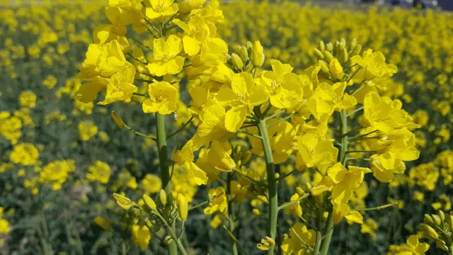 Квітуче поле ріпаку сорту Ханнелі