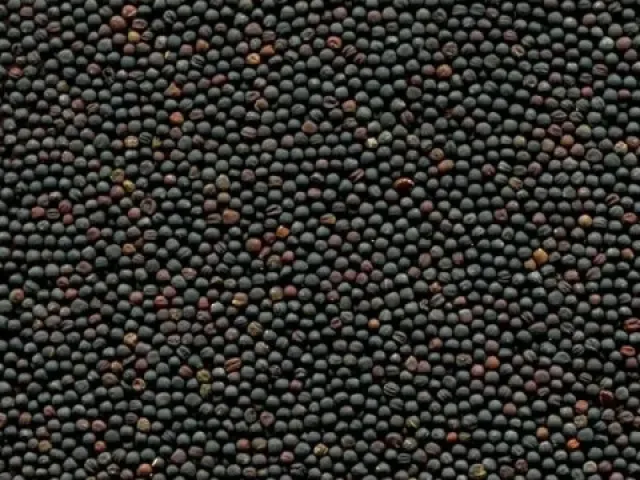 Hyola 433