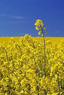 Поле ріпаку на фоні синього неба