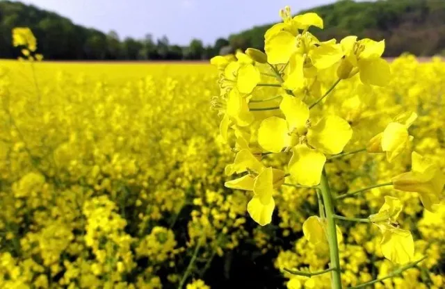 Flowering rapeseed field of Mascara variety close-up
