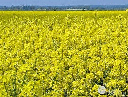 Rapeseed field Sitro in bloom