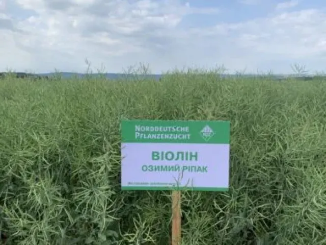 Виолин