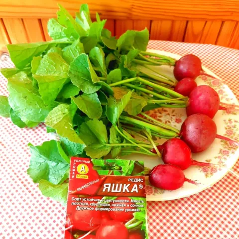 YASHKA radish seeds on packaging next to the finished product
