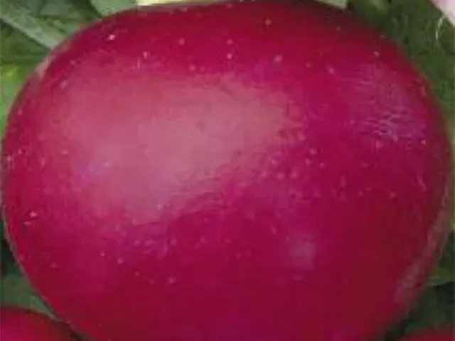 Бариня