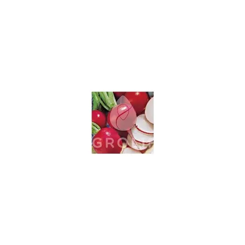 Fresh radish Gigante Siculo on white background