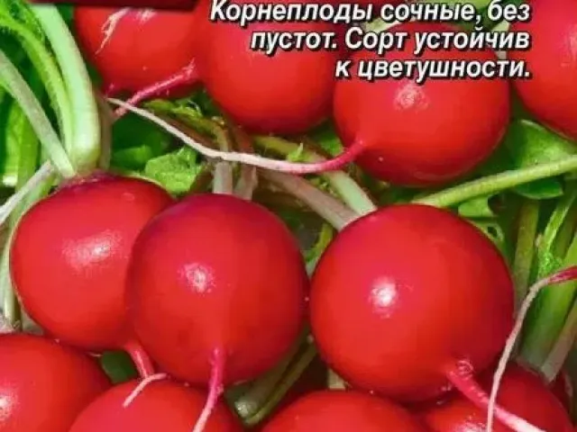 КИС-КИС