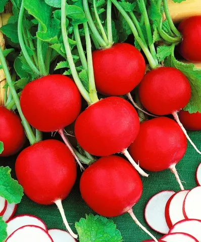 Fresh red radishes with green stems on a green background - Mars
