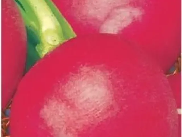 Сіверянка