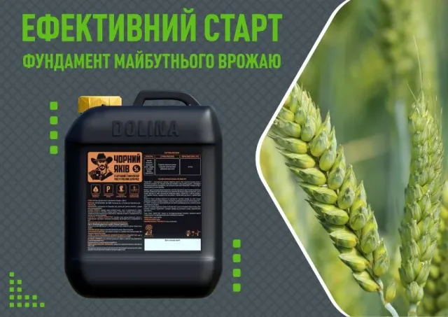 Канистра регулятора роста Чорний Якив (Dolina) на фоне пшеничного колоса
