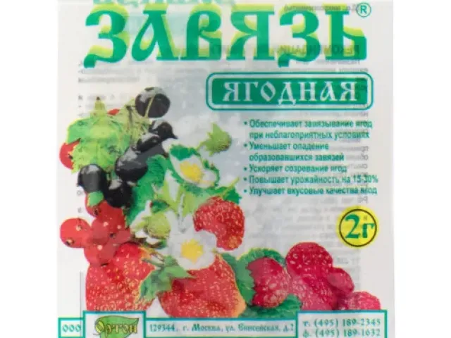 Зав’язь