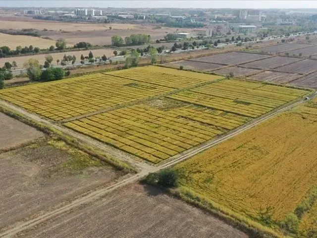 Едирне
