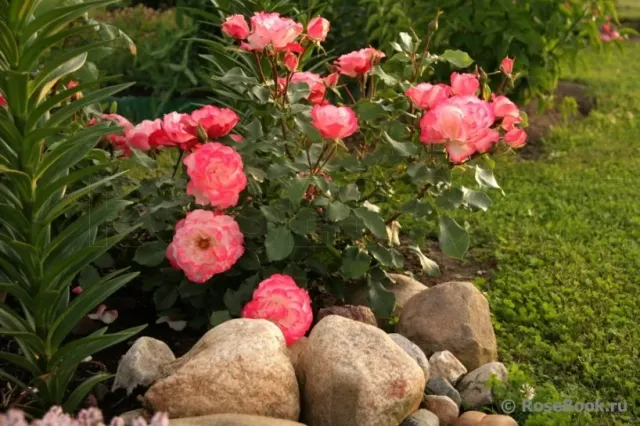 Rose bush with pink blooms on rocks in a garden - RUISI 0731 A