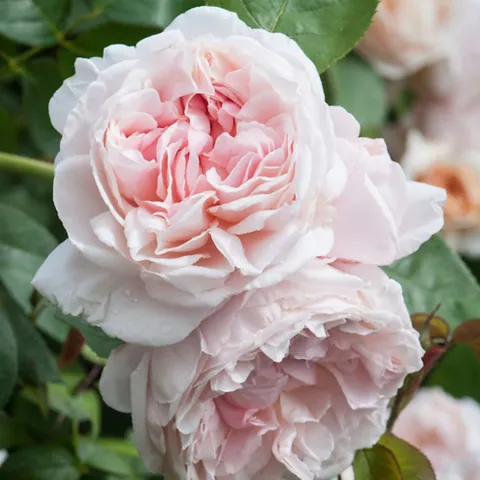 Rose variety SCX 77809 against green foliage