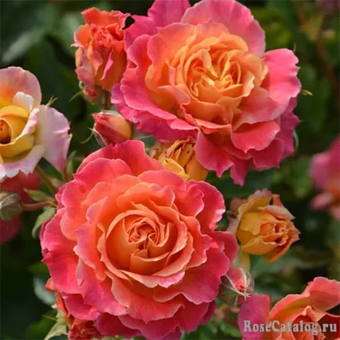 Rose Schlaire against green foliage
