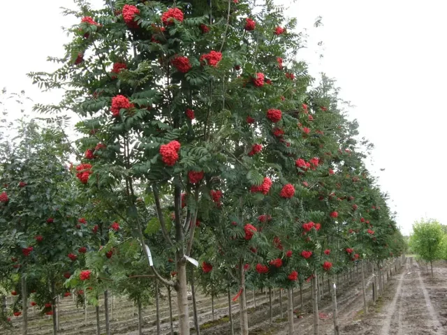 Алая Крупная