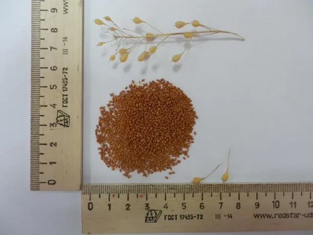 Product Ryzhik with seeds and grain against a ruler background - ADAMAS