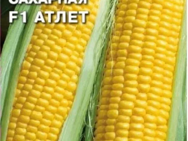 Атлет
