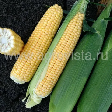 Fresh sweet corn on dark background - Atol