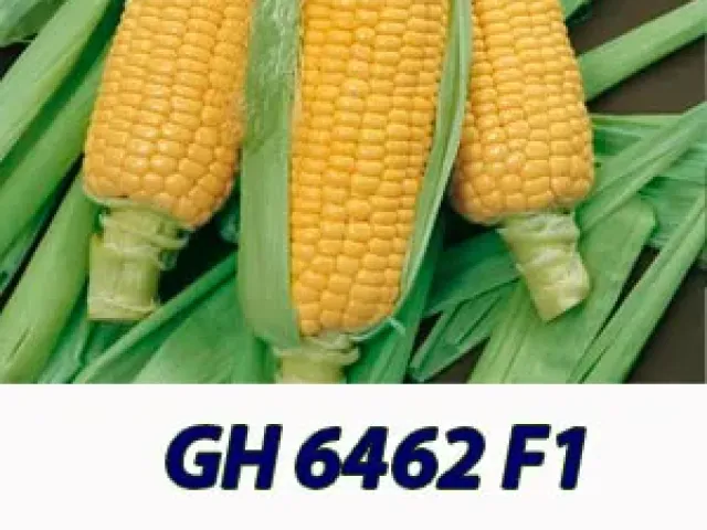 ГКС 6462 Ф1