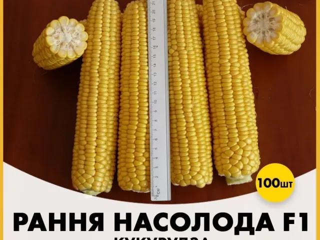 Насолода