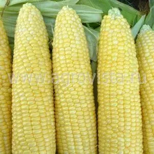 Желтая сахарная кукуруза на фоне листьев - СЦ 1263 Р