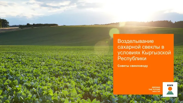 Поле цукрових буряків з рекламним банером KWS «711 Т_13»