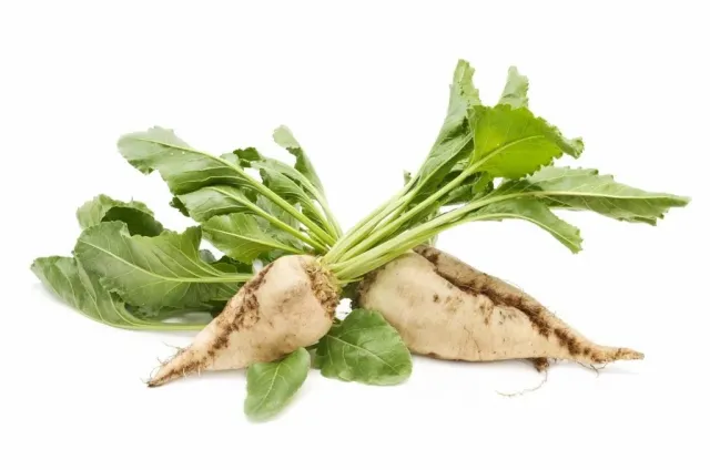 Sugar beet roots with green tops on white background - YASHEK