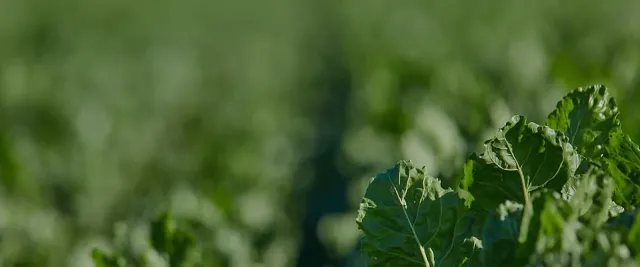 Sugar beet field of BTS 5825 variety