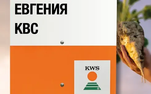 Пакет семян сахарной свеклы Евгения КВС