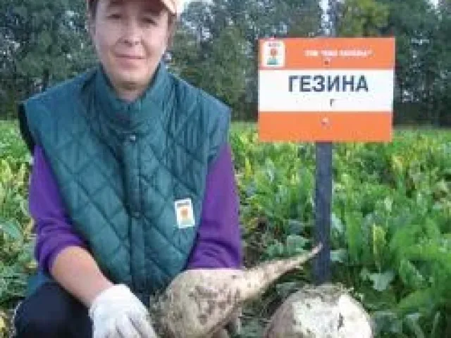 Гезина RZ F1