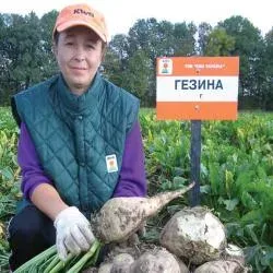 Человек в поле держит сахарную свеклу сорта ГЕЗИНА, рядом табличка с надписью ГЕЗИНА - Гезина RZ F1