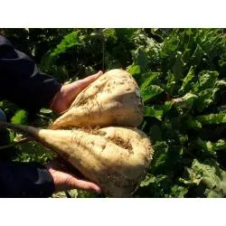 Hands holding three sugar beet roots against a background of green leaves. - Granat