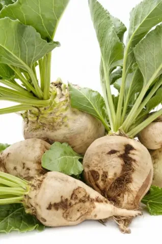 Sugar beet roots with green tops on white background - Melodia