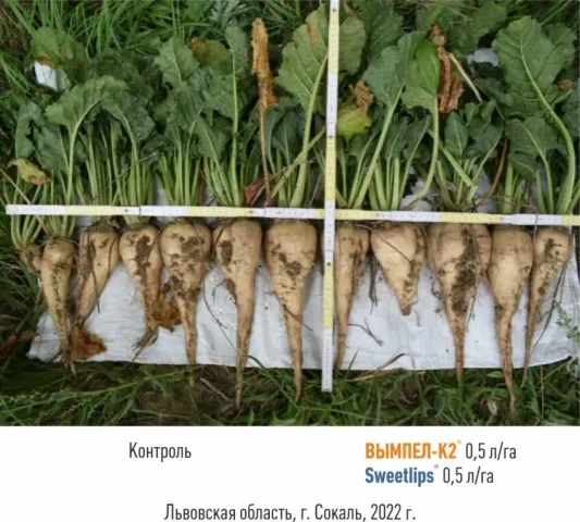 Свекла сорта SweetLife (Свитлайф) на белой подложке - МС 849