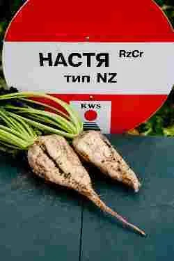 Семена сахарной свеклы НАСТЯ RzCr тип NZ с корнеплодами на фоне - Настя Rz Сr F1