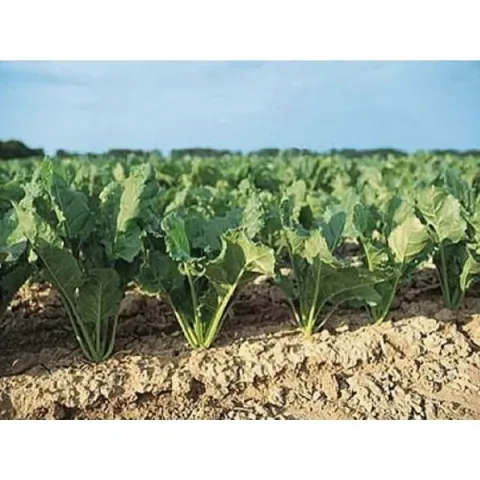 Field of Nastya sugar beet against a blue sky