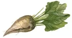 Sugar beet NS-H-082 RC