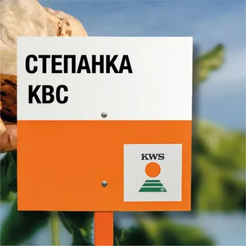 Знак з написом СТЕПАНКА КВС та логотипом KWS на фоні цукрової буряка