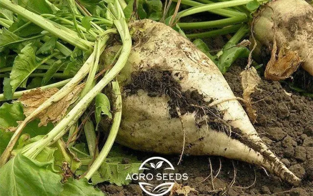 Sugar beet root of the Zefir variety in the soil