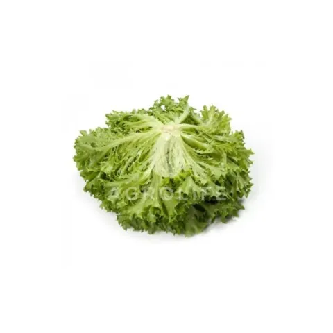 Lettuce Expedition