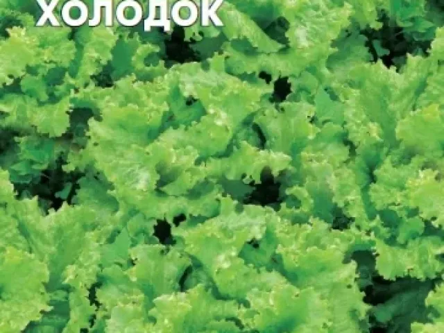Холодок