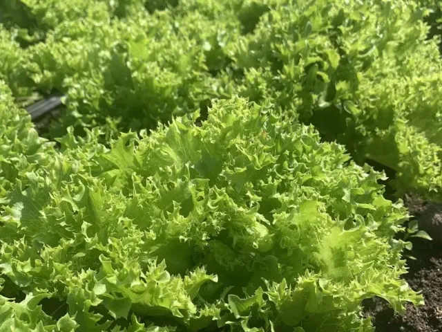 Кучерявец Партнер