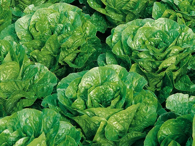 Pinocchio variety lettuce in the field