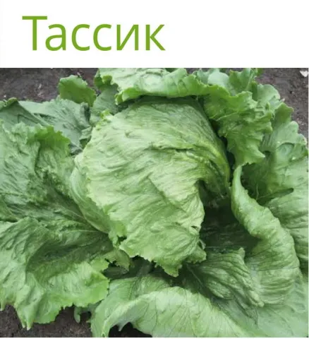 Салат Тассик на фоне зелени