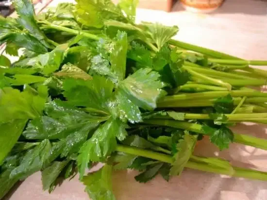 Fresh celery with green leaves - Roma