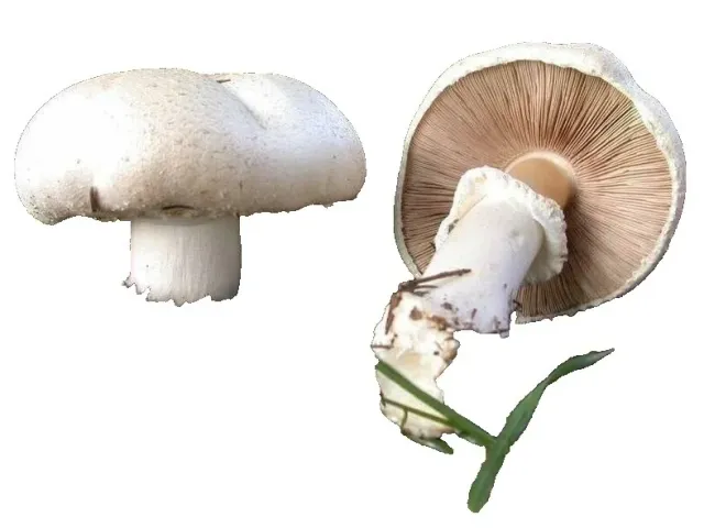 ФБ 29