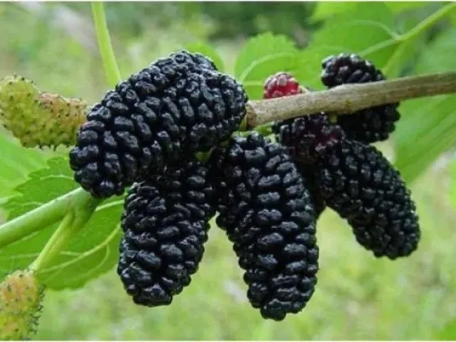 Королевская