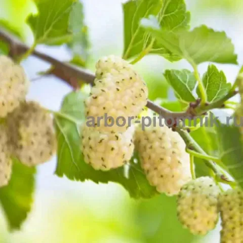 Свежие белые ягоды шелковицы сорта Arbor Pituita на ветке - НЕВЕСТА