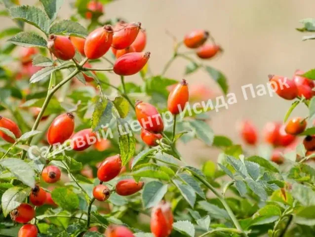 Rosehip bush with berries against a blurred landscape, text Isida Park - RUH
